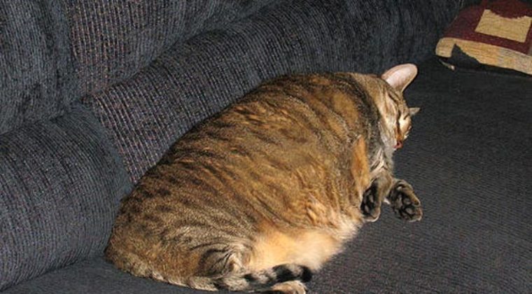 Inactivité physique, surpoids et malbouffe – le diabète guette autant nos chats que nous-mêmes